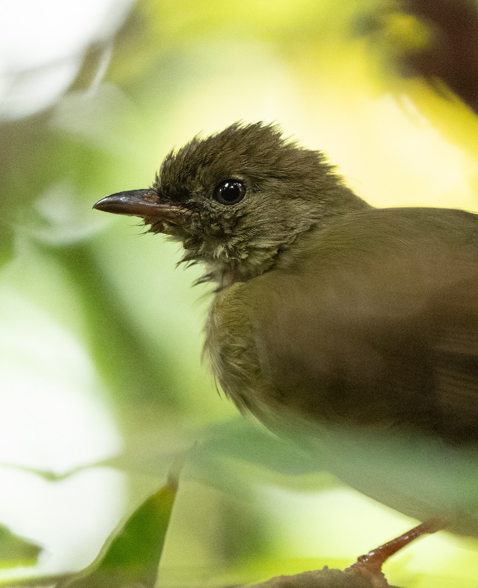 Little Greenbul - ML642593545