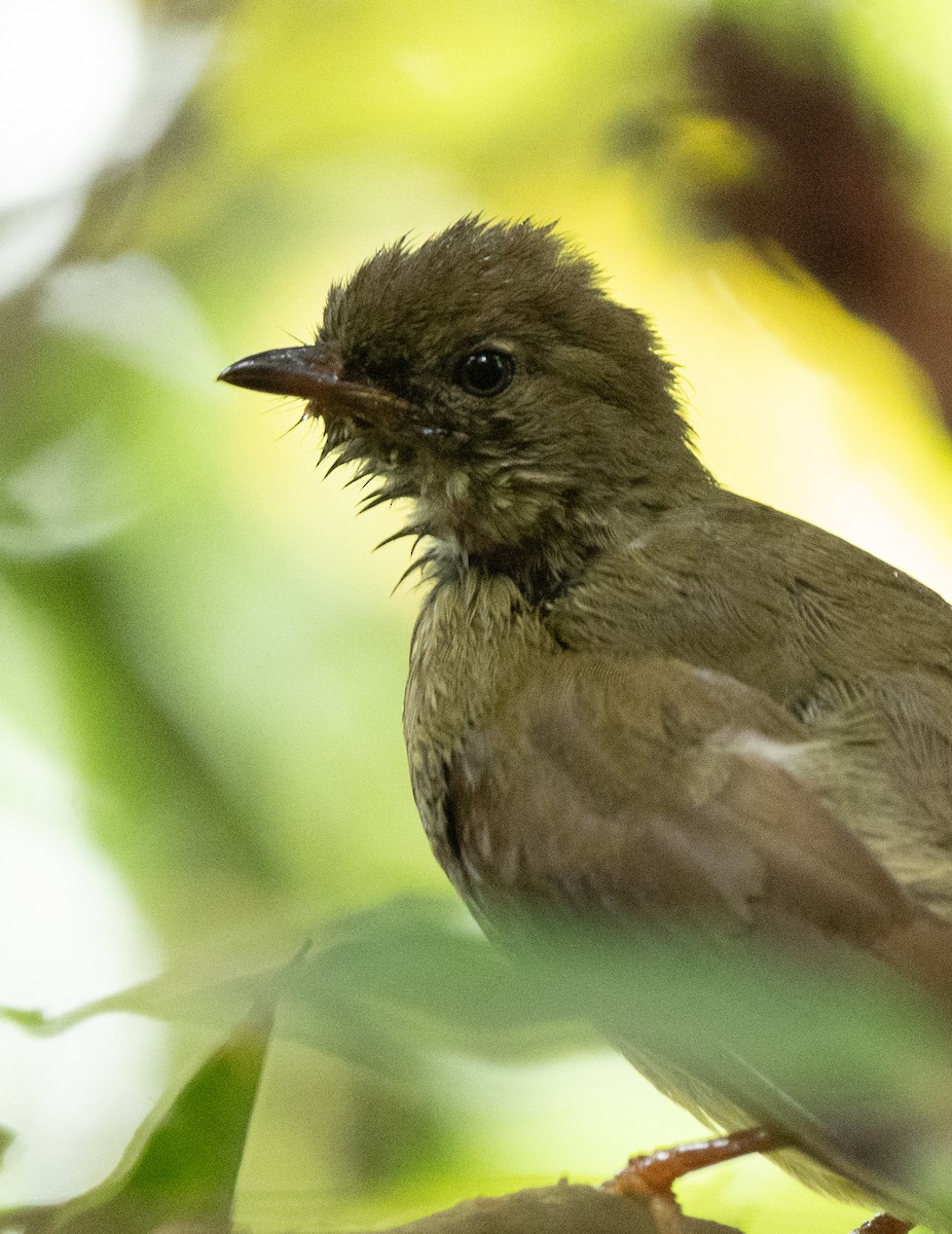 Little Greenbul - ML642593546