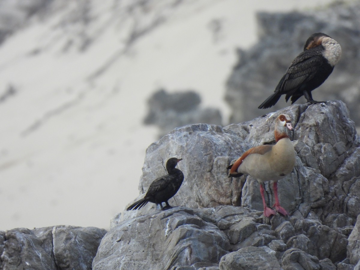 Crowned Cormorant - ML642593550