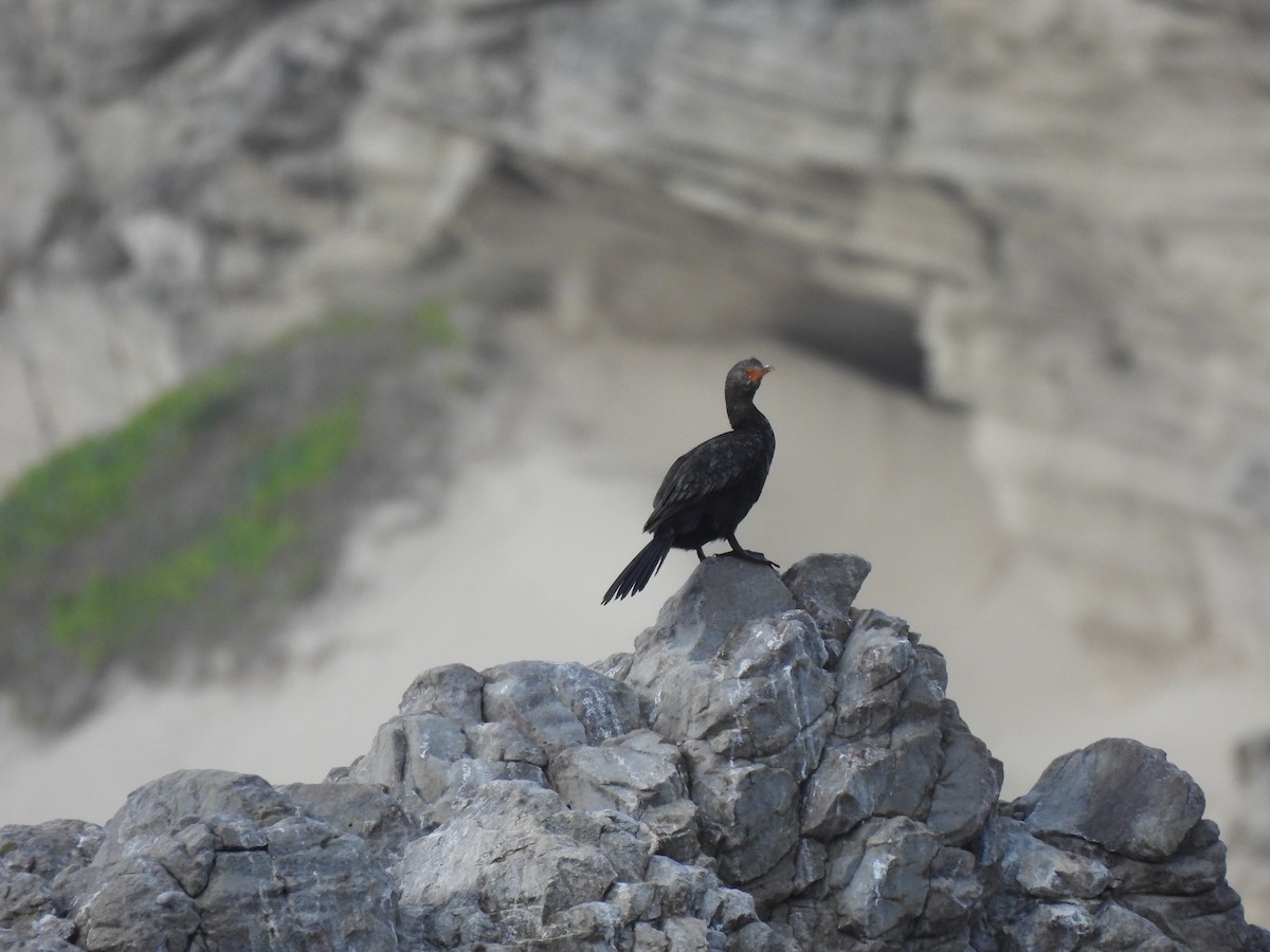 Crowned Cormorant - ML642593551