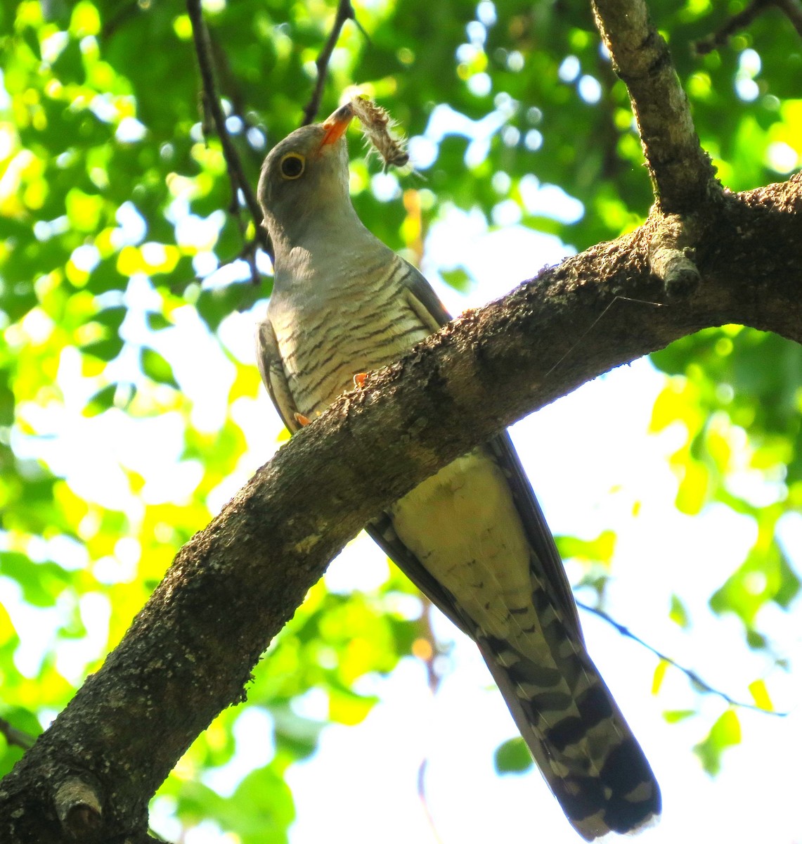 African Cuckoo - ML642593552