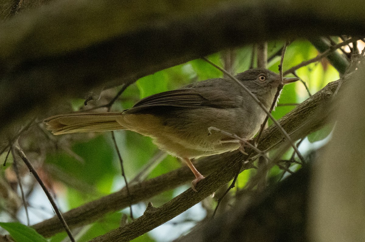 Little Greenbul - ML642593582