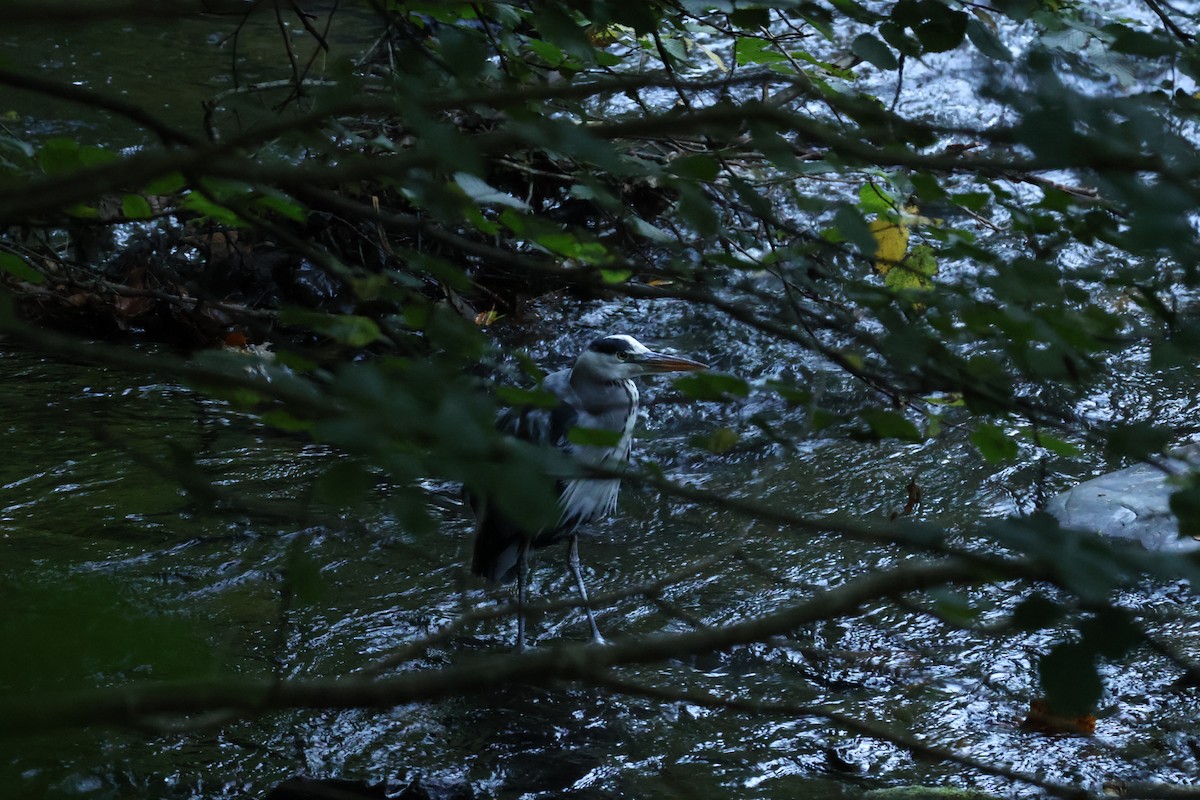 Gray Heron - ML642593590