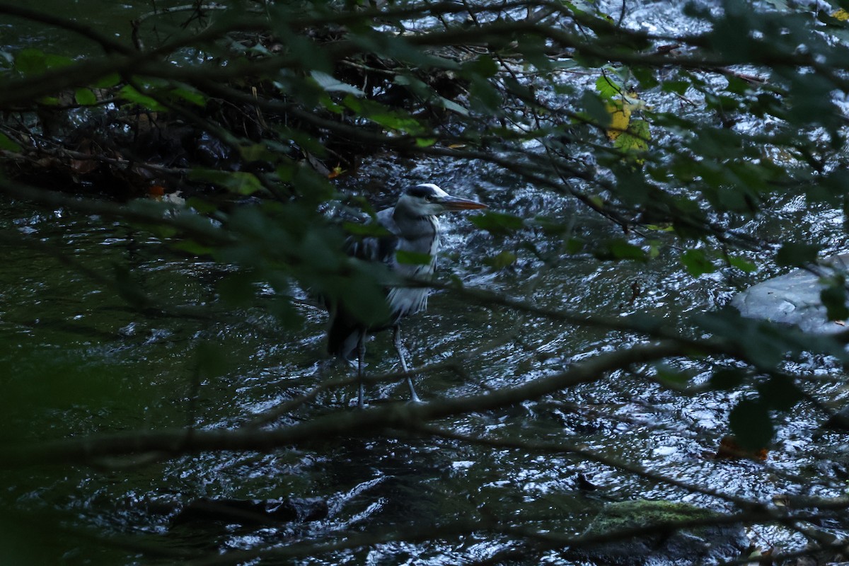 Gray Heron - ML642593591