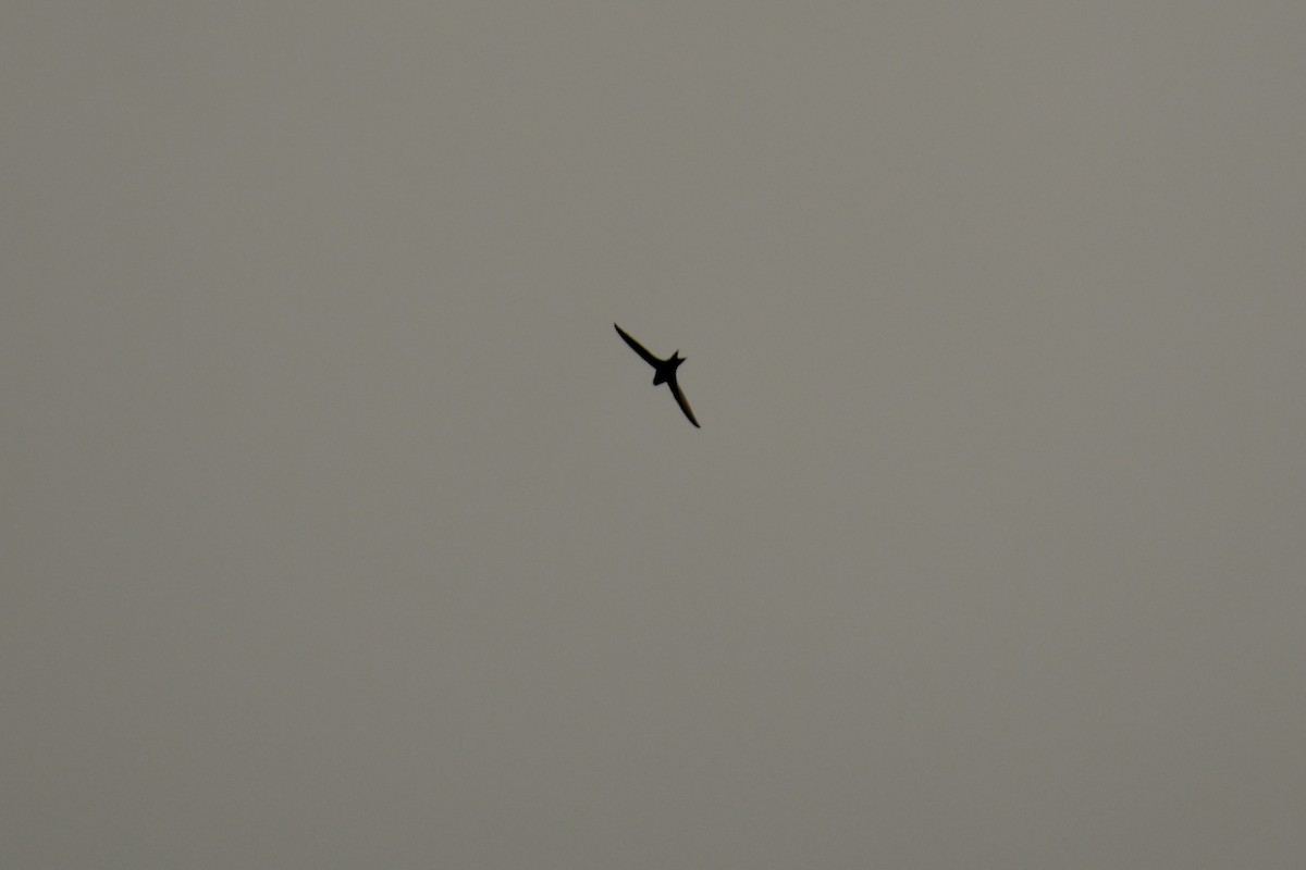 Common Swift - ML642593603