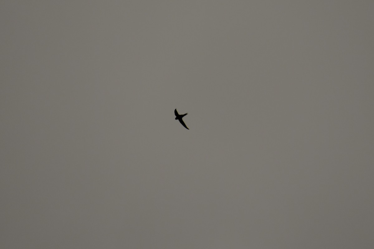 Common Swift - ML642593604