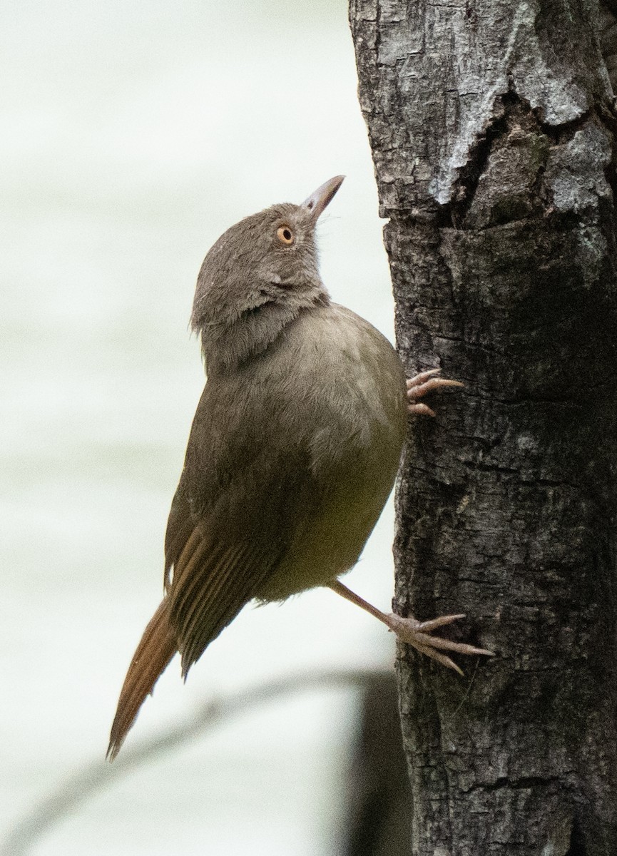 Little Greenbul - ML642593607