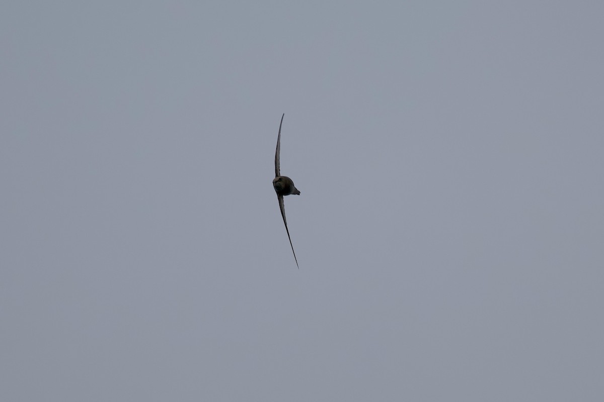 Common Swift - ML642593610