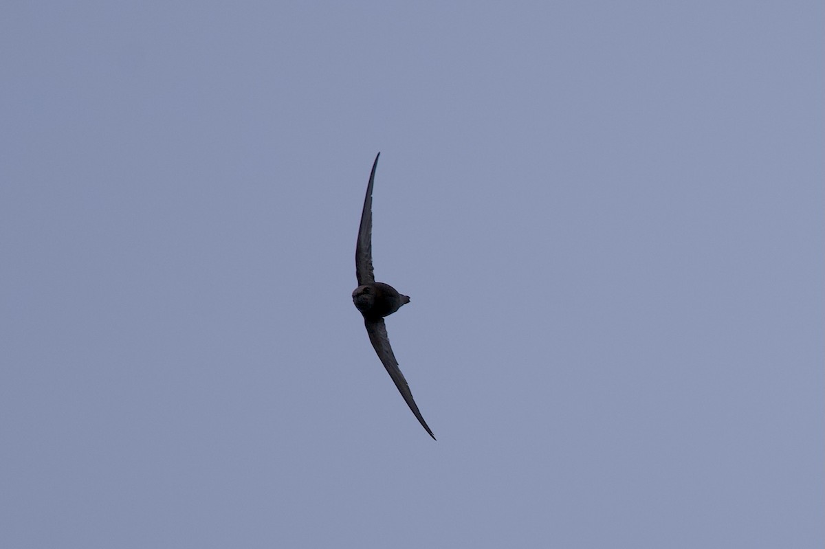 Common Swift - ML642593611