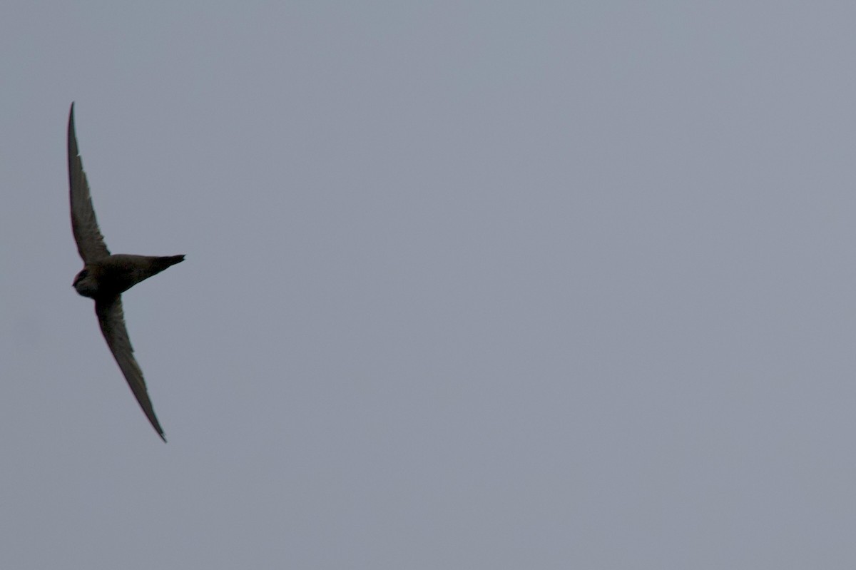 Common Swift - ML642593612