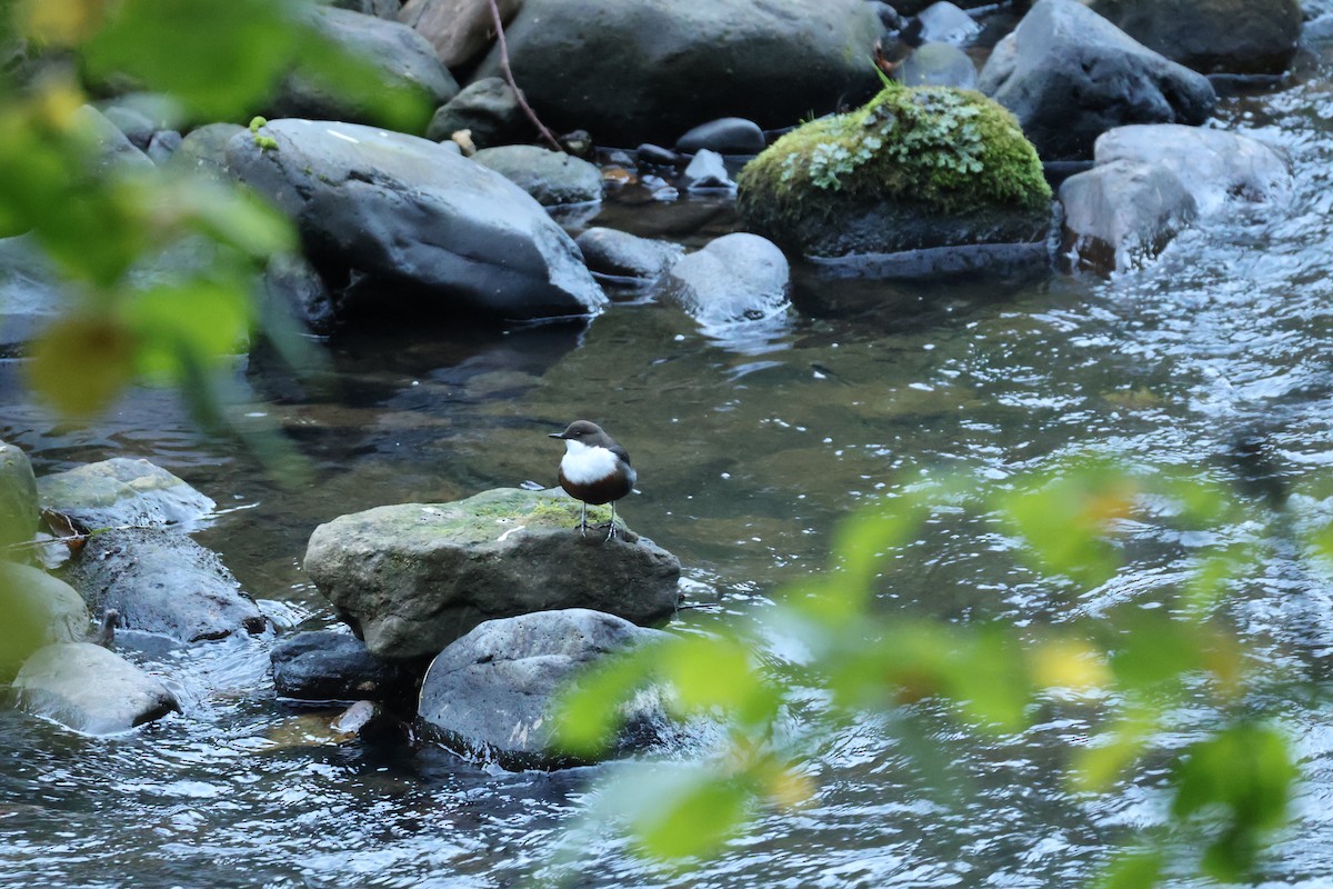 White-throated Dipper - ML642593636
