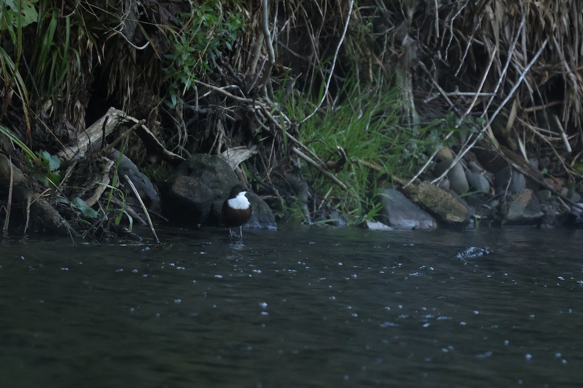 White-throated Dipper - ML642593637
