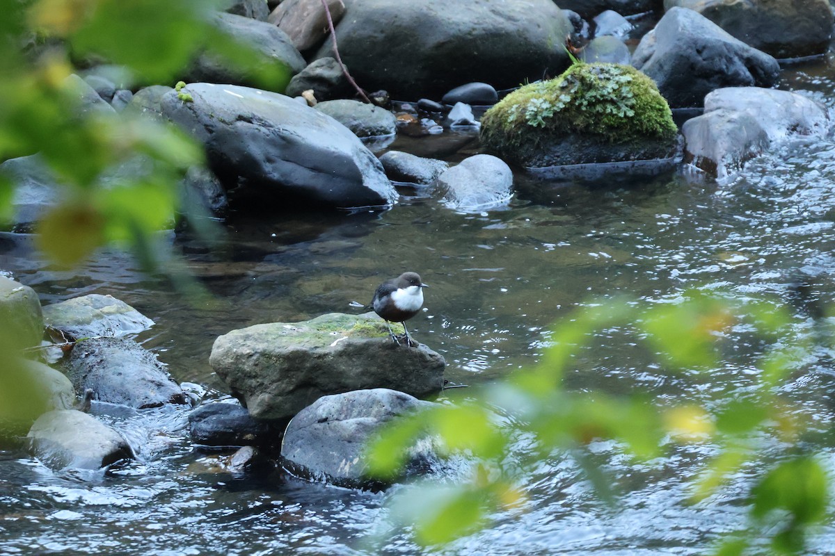 White-throated Dipper - ML642593638