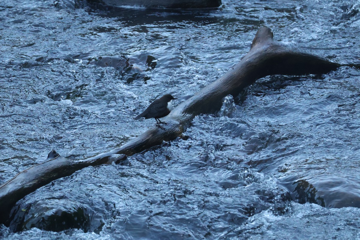 White-throated Dipper - ML642593639