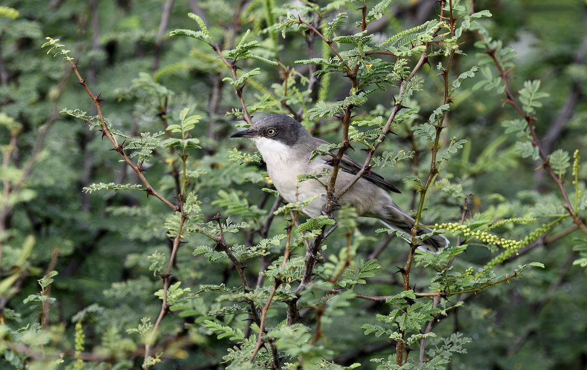 Eastern Orphean Warbler - ML642593662