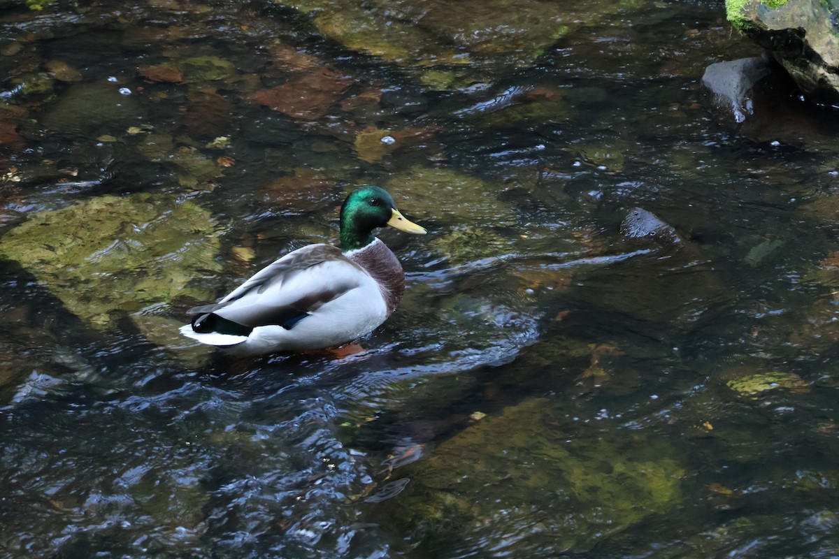 Mallard - ML642593683