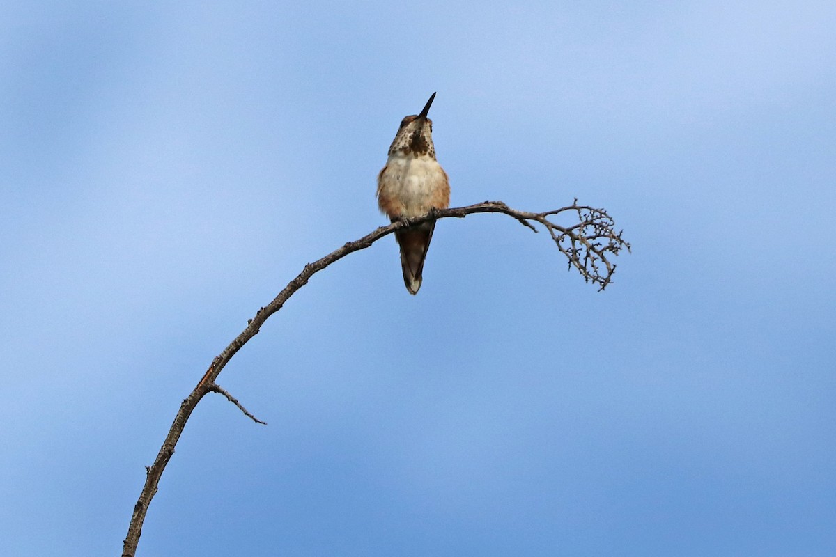 Allen's Hummingbird - ML642593688