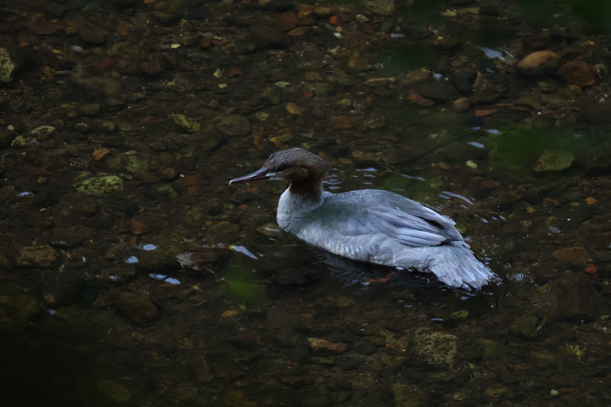 Common Merganser - ML642593694