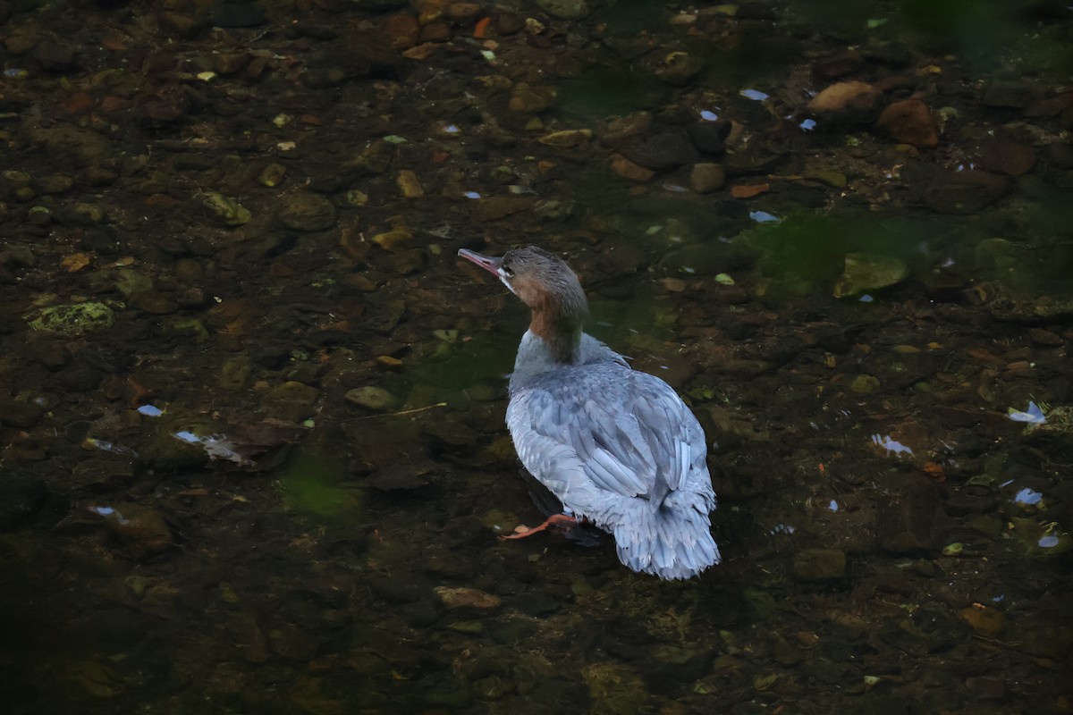 Common Merganser - ML642593695
