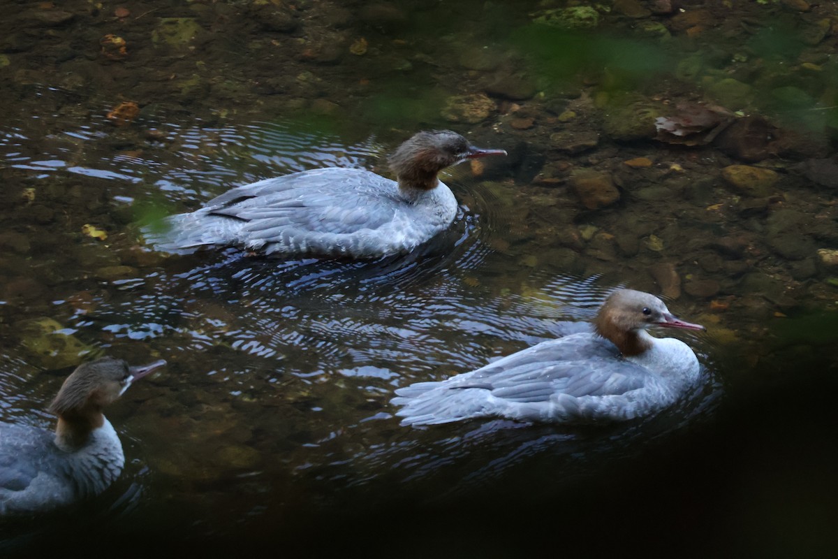 Common Merganser - ML642593696
