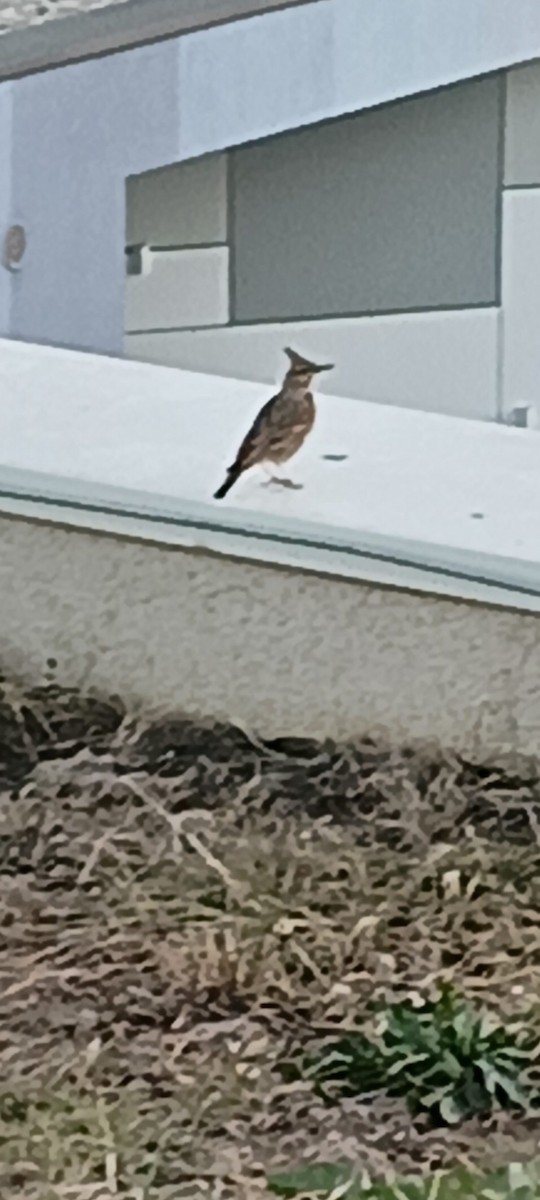 Crested Lark - ML642593703