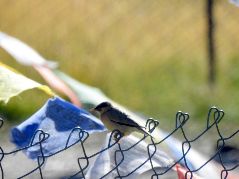 Brahminy Starling - ML642593711