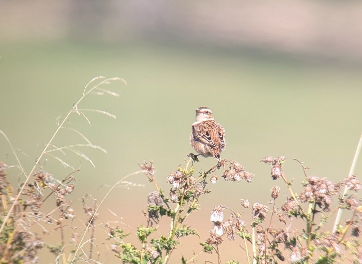 Whinchat - ML642593716