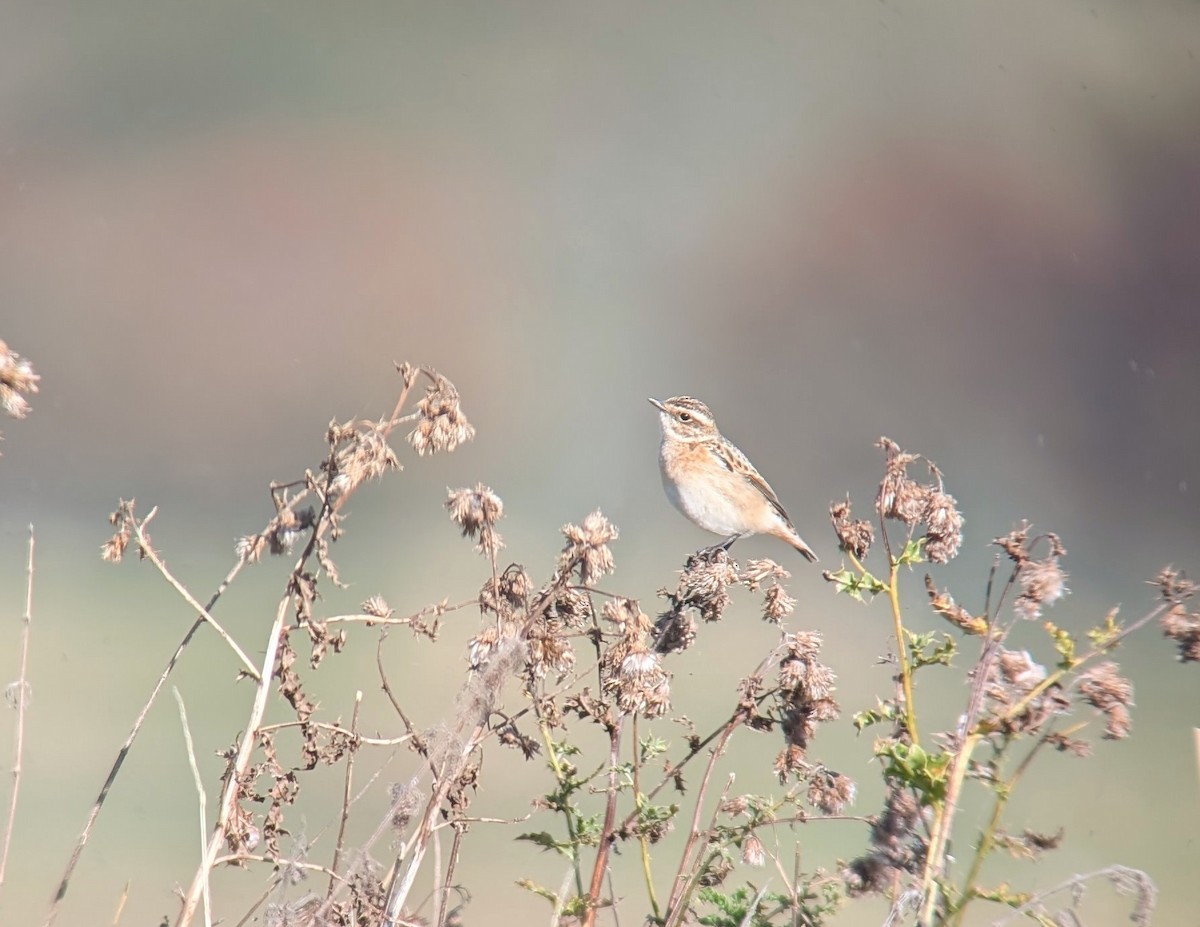 Whinchat - ML642593717