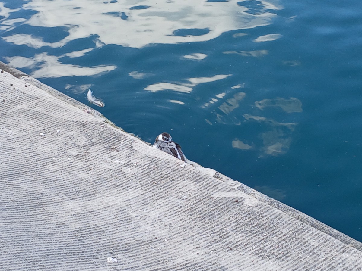 Red Phalarope - ML642593726