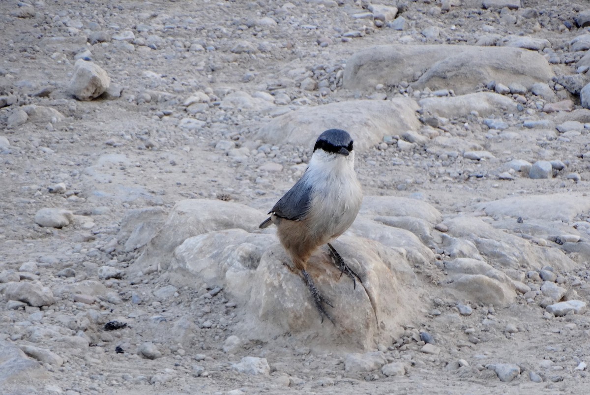 Western Rock Nuthatch - ML642593749