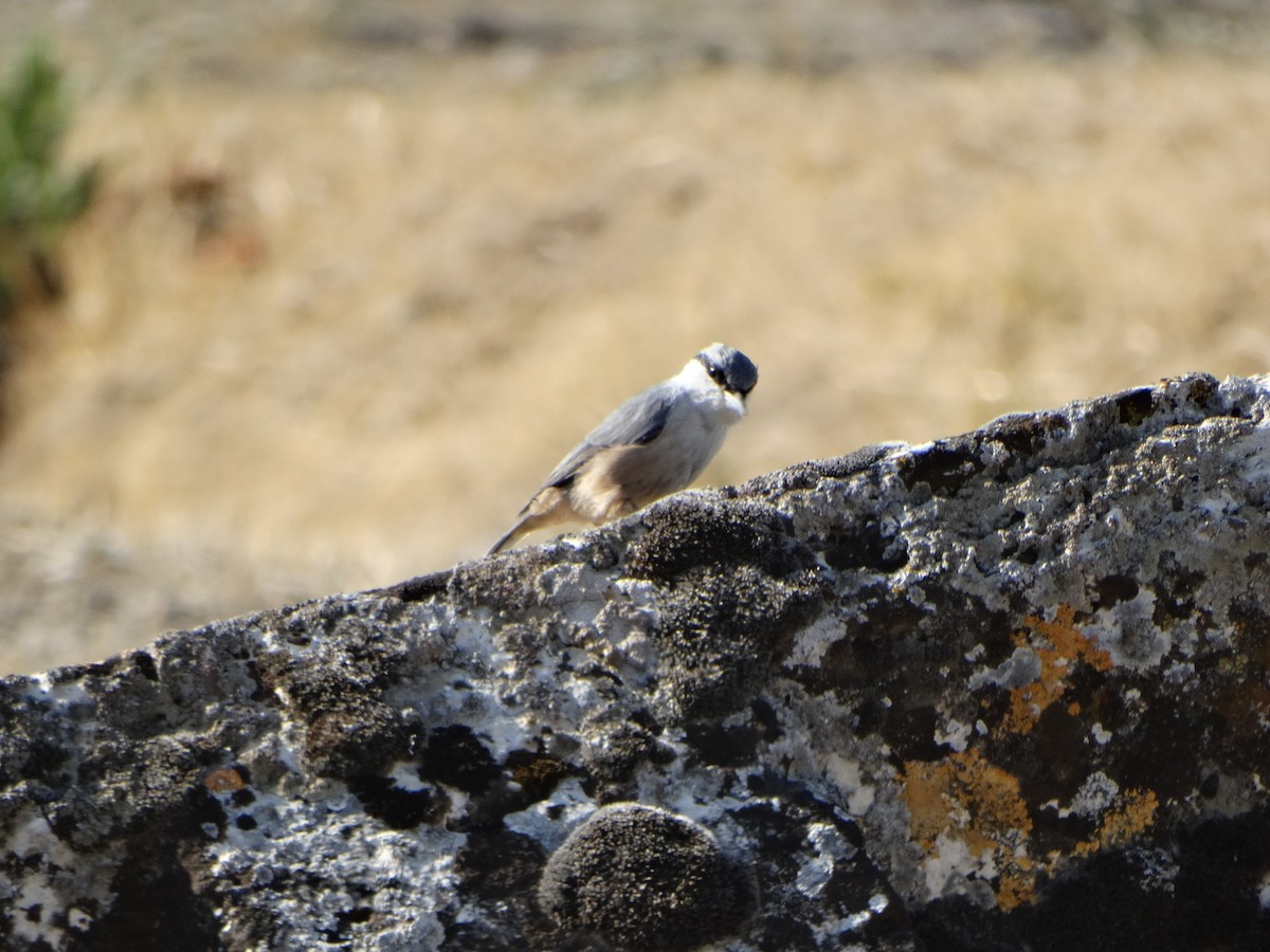 Western Rock Nuthatch - ML642593750