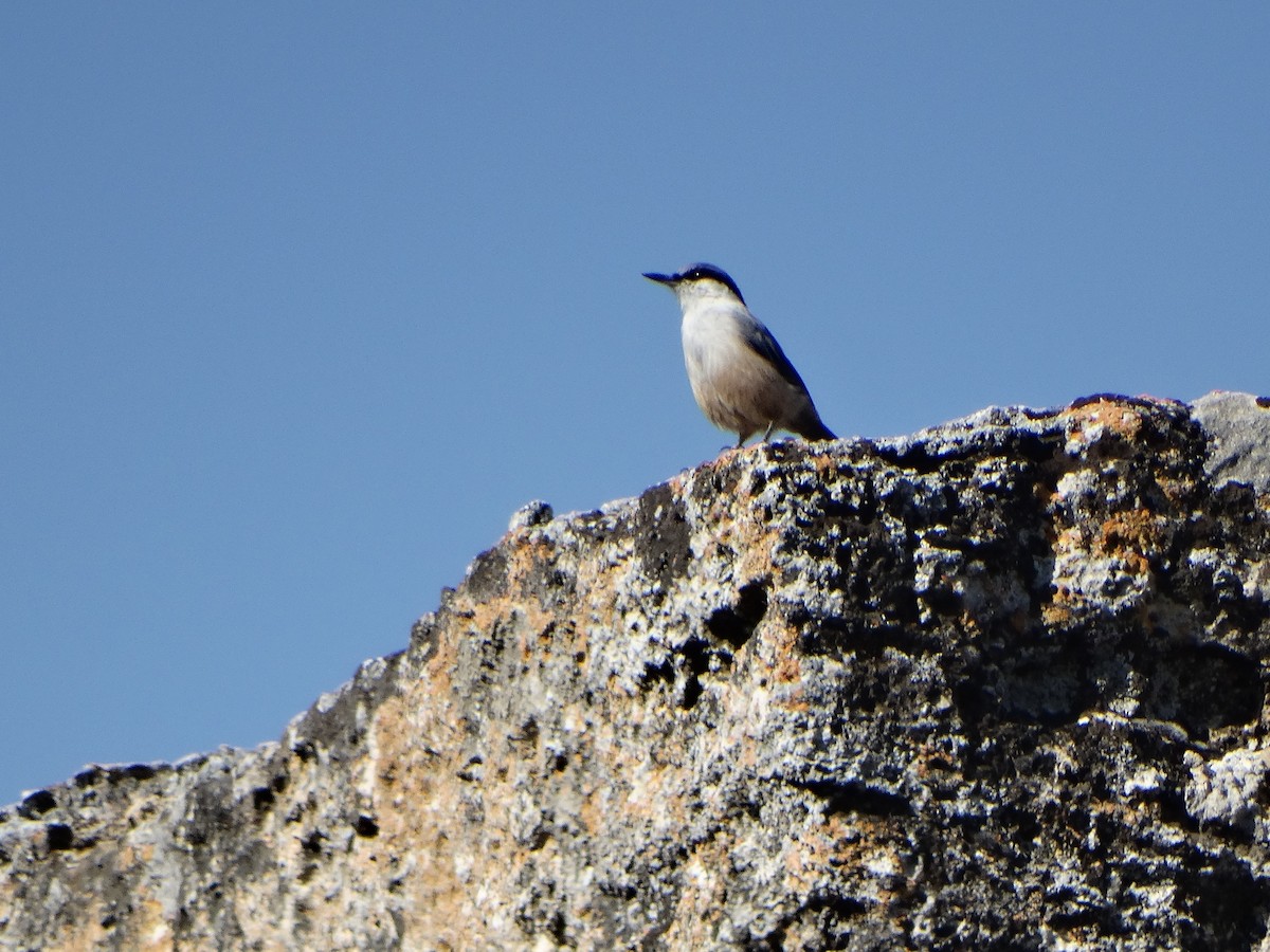 Western Rock Nuthatch - ML642593752