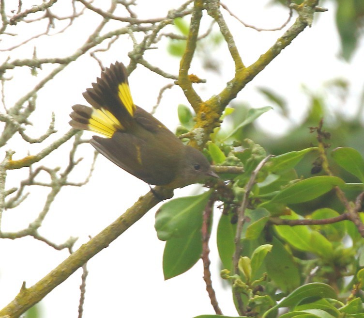 American Redstart - ML642593754