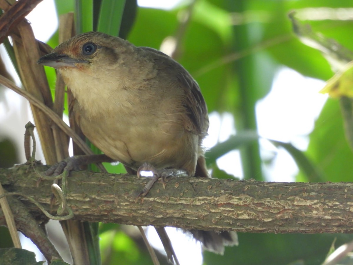 Plain Thornbird - ML642593780