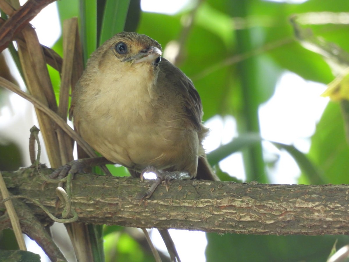 Plain Thornbird - ML642593781
