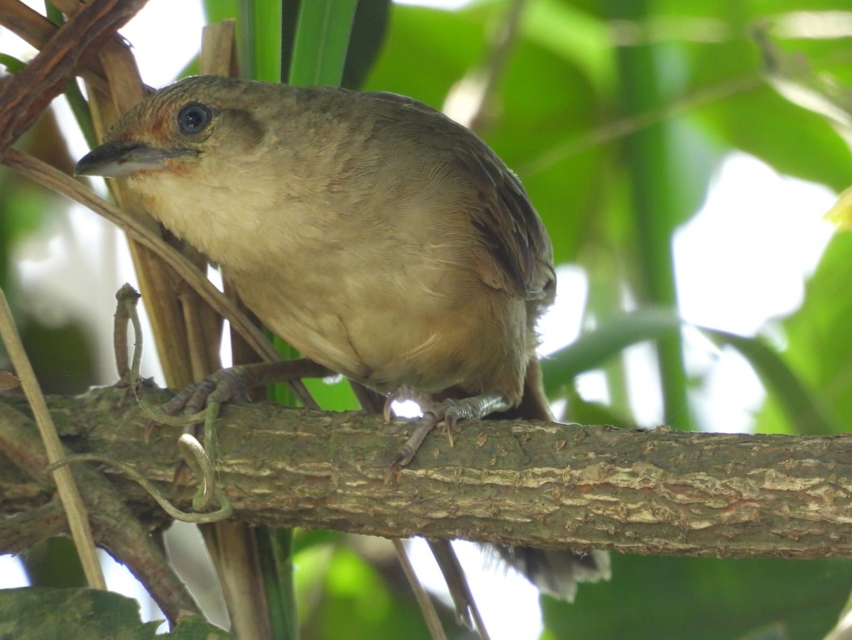 Plain Thornbird - ML642593782