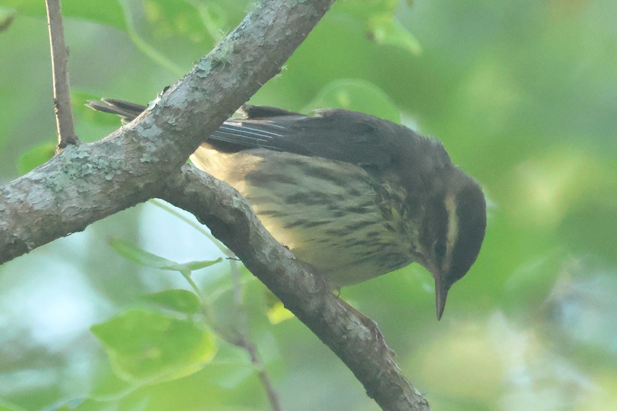 Northern Waterthrush - ML642593816