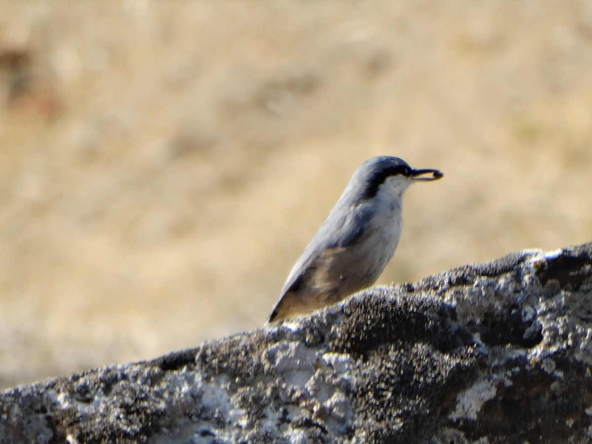 Western Rock Nuthatch - ML642593820