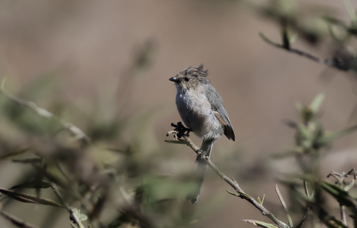 Bushtit - ML642593822