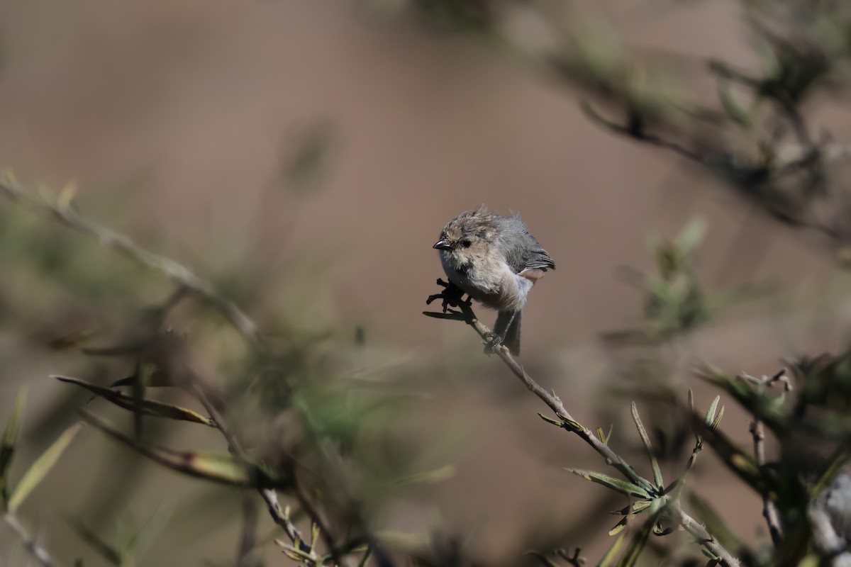Bushtit - ML642593823