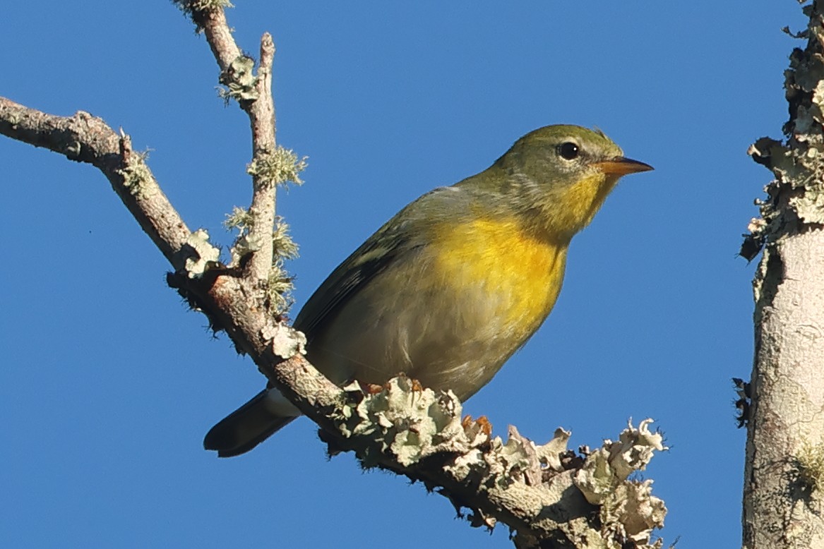 Northern Parula - ML642593824