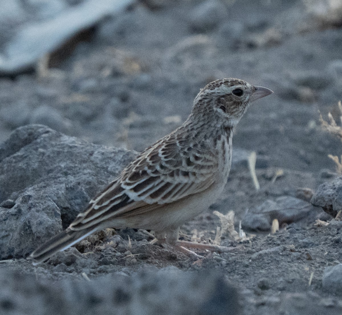 Fischer's Sparrow-Lark - ML642593829
