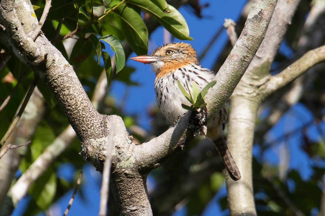 Spot-backed Puffbird (Chaco) - ML642593921