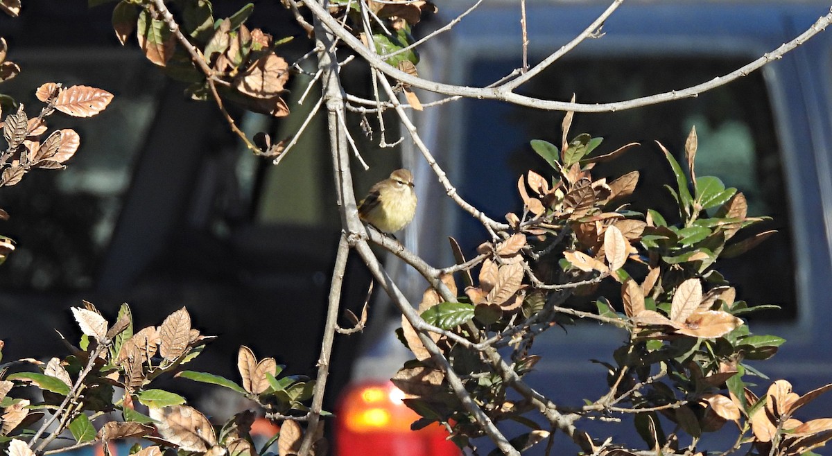 Palm Warbler - ML642593928