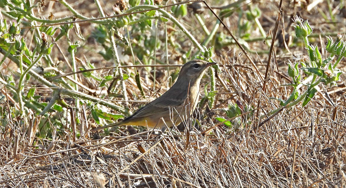 Palm Warbler - ML642593929