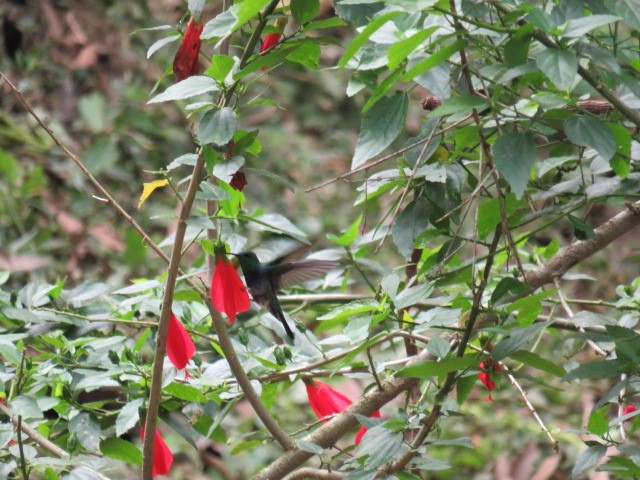 Fork-tailed Woodnymph - ML642593952