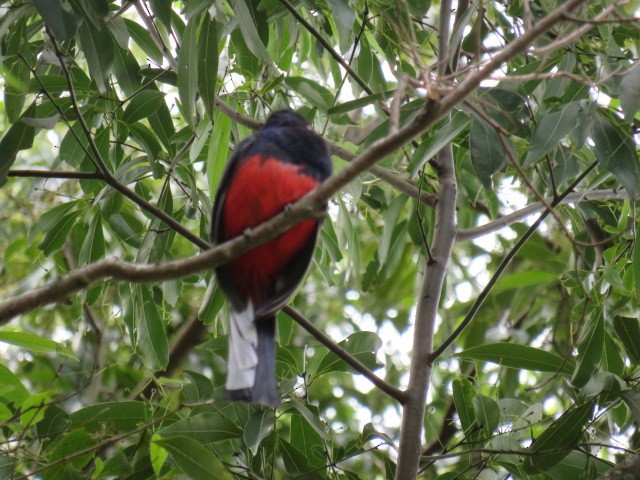 Surucua Trogon - ML642593967
