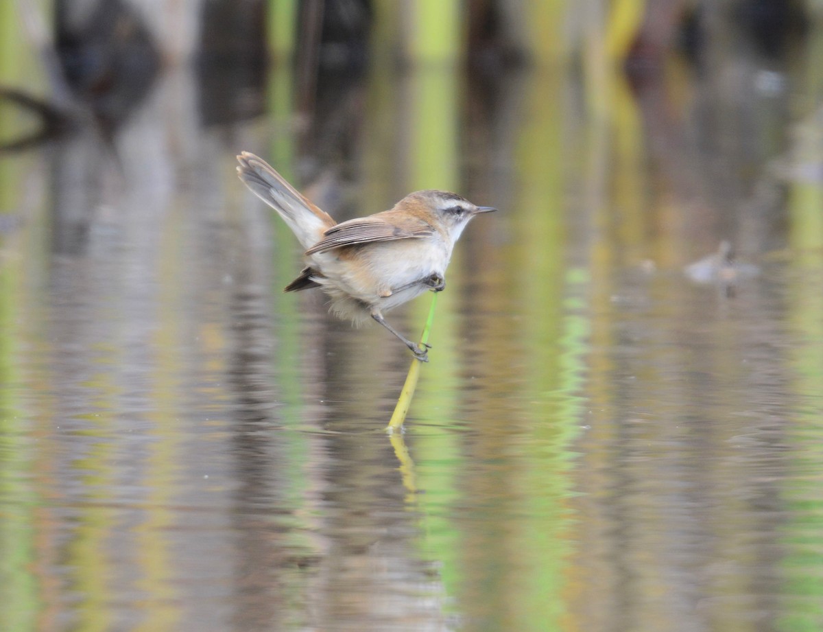 Moustached Warbler - ML642593971