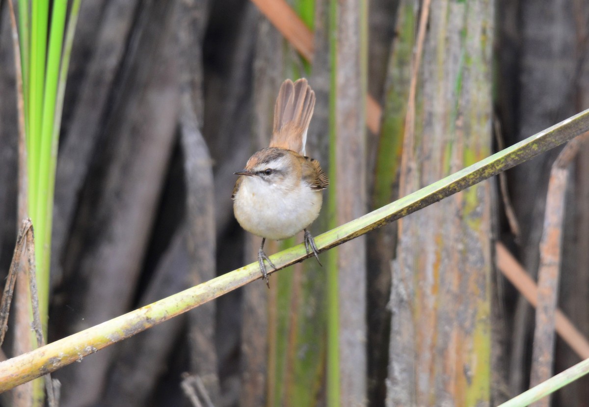 Moustached Warbler - ML642593972