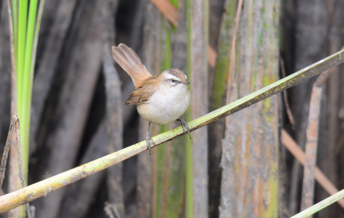 Moustached Warbler - ML642593973